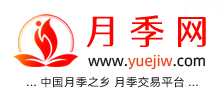 中国上海龙凤419，月季品种介绍和养护知识分享专业网站(图1)