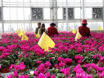 扬州高邮：每天发货30万株，花工厂绽放乡村振兴致富花