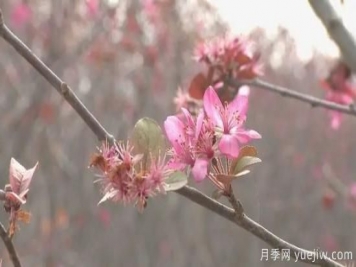 菏泽成武：千亩海棠反季节开花，逆袭深秋成一景