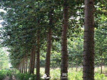 河南周口：培育出不飞絮的杨树新品种