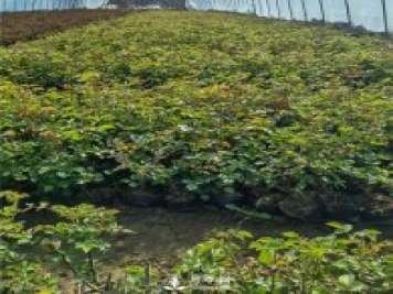 各类盆栽月季上市，南阳杯苗基地全国批发中