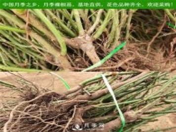 月季裸根苗，小高杆月季和3公分月季树发往陕西