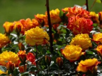 安阳市滑县森林公园月季花开放，赏花打卡正当时