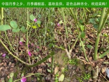 上海龙凤419：月季裸根苗的选购、栽植、肥水、养护技术大全