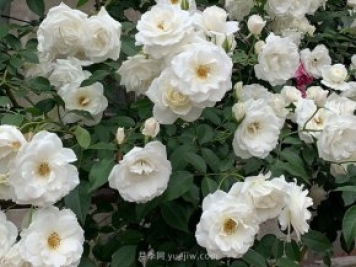 世界上Zui受欢迎的纯白色藤本月季花—藤冰山