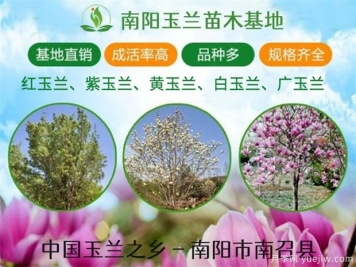 行道树的分类，常见的常绿行道树品种有哪些？