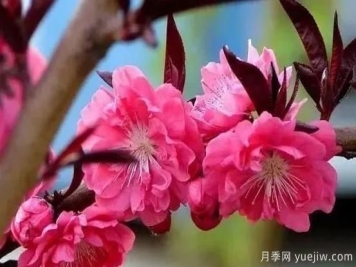 红叶碧桃的种植养护及修剪技术方法介绍