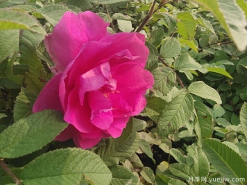 四季玫瑰的种植方法和养护要点