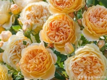 大花香水月季的养护方法，分享10种花香飘满屋