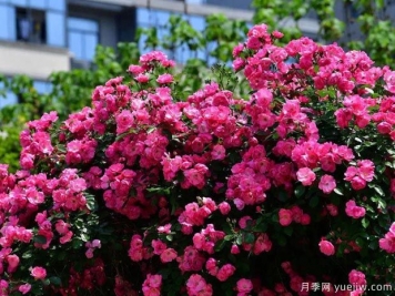 武汉新增多条绝美月季花道，江城处处花海景观