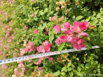 安吉拉月季盆栽苗，60厘米高基地发货