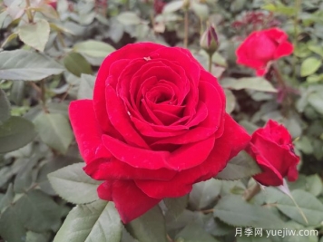 原产中国的玫瑰花(月季花)，是如何成为美国国花的？