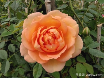 中国月季：欧洲玫瑰花的祖宗，为世界园艺做出了巨大贡献
