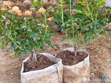 盆栽月季多年不换盆，3个办法也能保持生长旺盛
