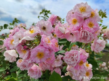 山木香和野蔷薇的辨识区别