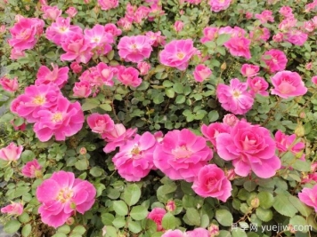 仙境盆栽月季杯苗粉色丰花，绿化工程批发