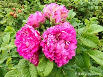 紫枝玫瑰，一年多次开花的绿化玫瑰
