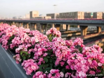 杭州高架月季实现定期开花，是如何进行花期调控的？