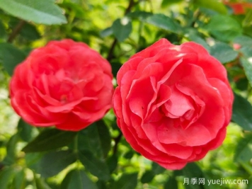 种上木香蔷薇花蛮强爆花，红橙白黄木香你喜欢哪个？