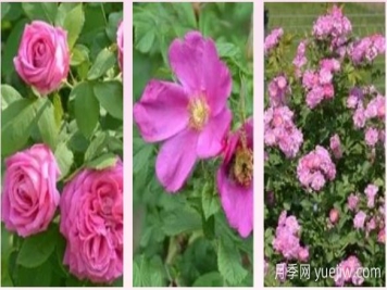 轻松区分月季、玫瑰和蔷薇ROSE三姐妹，不再迷茫于爱情花海