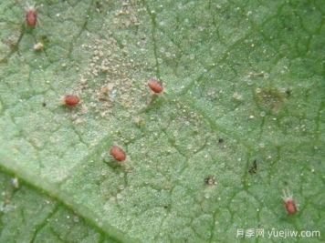 月季常见病虫害之红蜘蛛的习性和防治措施