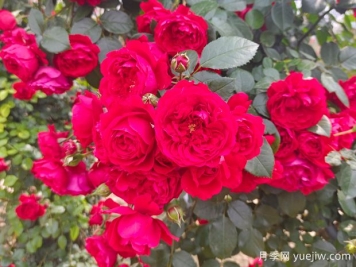 6款红色系的藤本月季品种，适合打造网红花墙