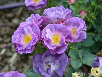 月季大千世界，5个令人惊叹的稀有玫瑰品种