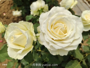 十一朵白玫瑰的花语和寓意