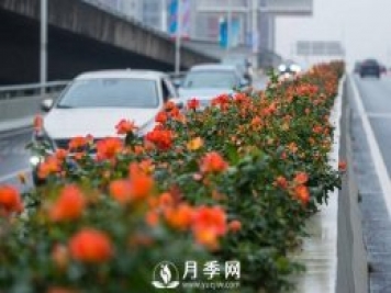 月季花期可调控，看武汉10月中旬月季花艳丽开放