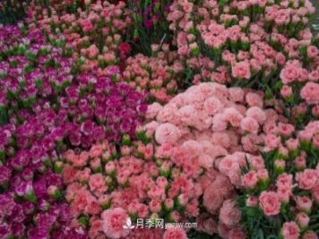 中国6大花市，全国花卉批发市场介绍