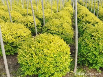 荆门沙洋县十里铺镇4万亩苗木成为致富的绿色产业