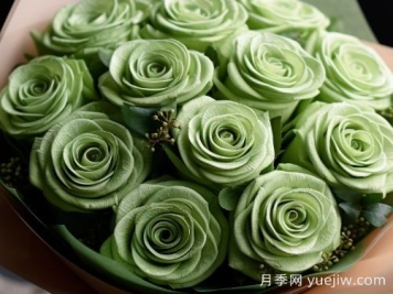 苏格兰复古绿玫瑰，绿色魅力的神秘诠释
