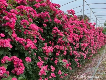 五种高颜值爬藤花，生长迅速，轻松打造美丽花墙