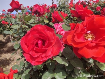 月季、玫瑰、蔷薇分别是什么？如何区别？