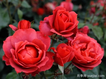 21朵玫瑰：不只是浪漫，还藏着这些深意