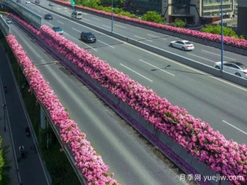杭州高架月季初开，2024年又到走花路时间