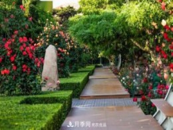秦皇岛适合养月季花，市花和市树是什么