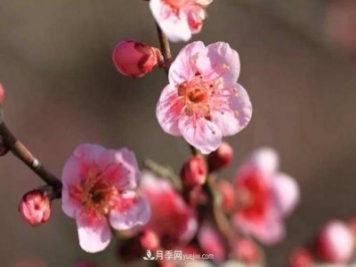 淮北市的市花是什么？月季花的花语寓意