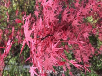 鸡爪槭和红枫的区别，叶片、枝干、花果期
